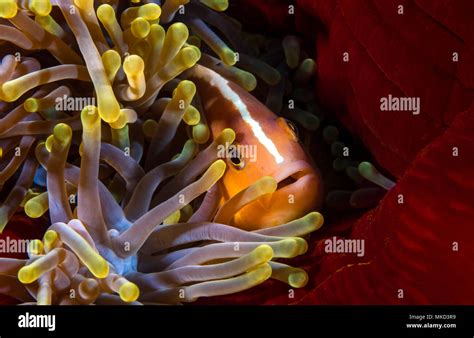 Skunk Clownfish (Amphiprion akallopiso.